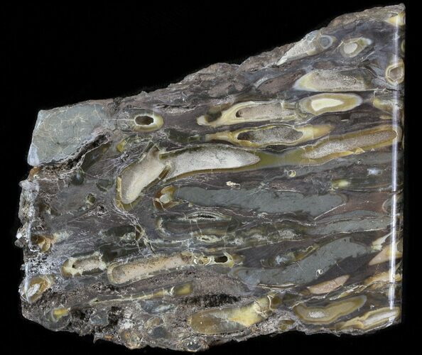 Slab Fossil Teredo (Shipworm Bored) Wood - England #40361